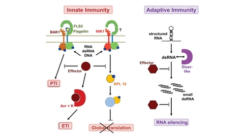 2017 Plant Immunity special issue cover image