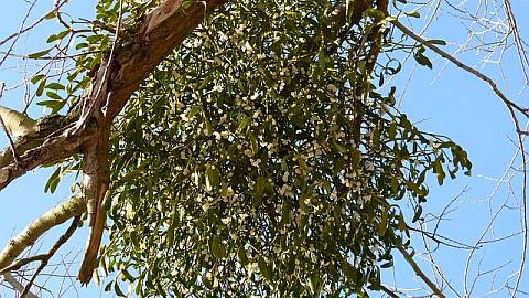 Mistletoe