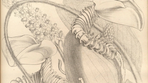 Nepenthes villosa from Transactions of the Linnean Society of London, vol. 22: t. 69 (1859) [W.H. Fitch]