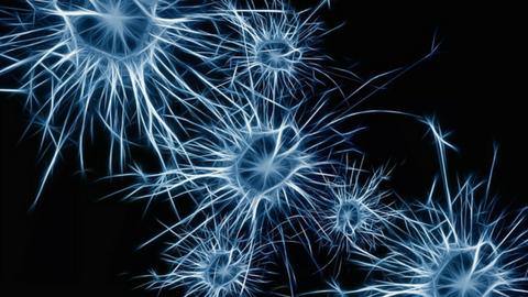 Bildergebnis für brain images