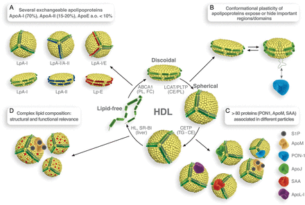 Lipids And High-Density Lipoproteins | Cardiovascular Research | Oxford ...