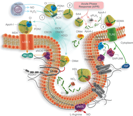 Lipids and High-Density Lipoproteins | Cardiovascular Research | Oxford ...