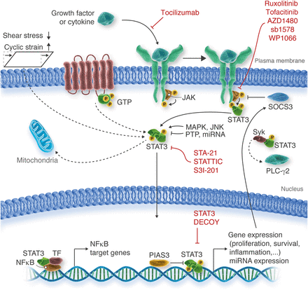 Vascular Remodeling | Cardiovascular Research | Oxford Academic