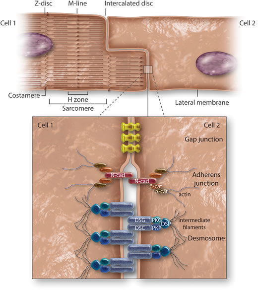 Cardiac Biology Cardiovascular Research Oxford Academic