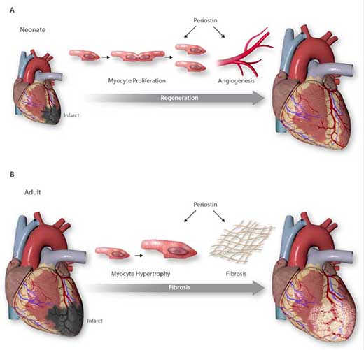 Heart Failure | Cardiovascular Research | Oxford Academic