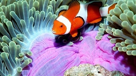 Clownfish