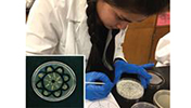 Interdisciplinary STEM education reform: Dishing out art in a microbiology laboratory image