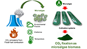 CO2 fixation by microalgae