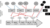 overview of known and potentially novel regulators involved in denitrification