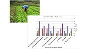 dissemination of gastroenteric viruses via lettuce production