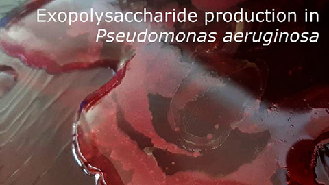 Matrix exopolysaccharides