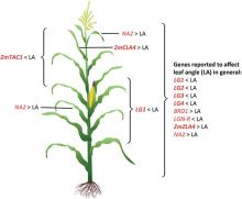 Genes affecting leaf angle (LA) in rice. Graphical representation of rice genes controlling leaf inclination and the specific leaf under investigation in the corresponding study.