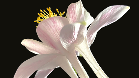 Flowering Newsletter 2019 Cover Image