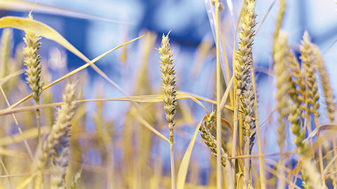 Wheat ears during grain development by Shellie Wall (University of Essex, Colchester).