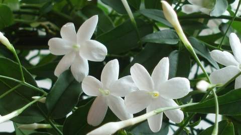Flowers of Jasminum polyanthum. Image by R Gonz&aacute;lez Cuesta.