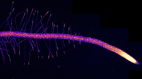 Arabidopsis root expressing a fluorescent reporter for the auxin co-receptor protein AFB3 (AFB3::AFB3:Venus), imaged by confocal microscopy. 