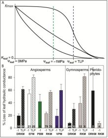 Leaf hydraulic decline fig. 1