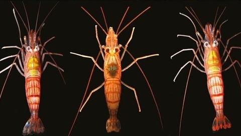 Image from &ldquo;An integrative taxonomic and phylogenetic approach reveals a complex of cryptic species in the &lsquo;peppermint&rsquo; shrimp &lsquo;Lysmata Wurdemanni sensu stricto&rsquo;&rdquo;
