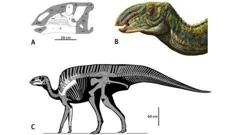 Hadrosauroid Dinosaur