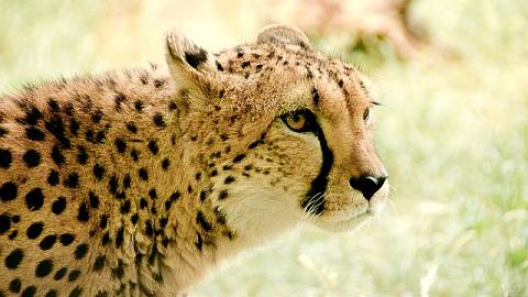 leopard