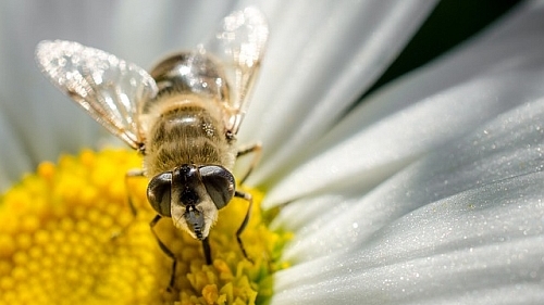 Entomology Today bee image