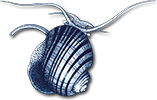 The Malacological Society of London