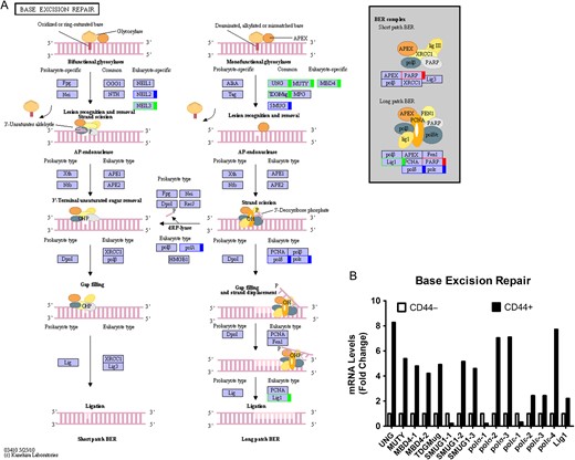 Base excision repair pathway in colon CSCs (A) KEGG pathway. Green, upregulated; Red, downregulated; Blue, mix regulated. (B) Histogram of mRNA levels of base excision repair genes. ENST number (UNG, ENST00000242576; MUTY, ENST00000354383; MBD4-1, ENST00000503197; MBD4-2, ENST00000515266; TDGMug, ENST00000266775 SMUG-1, ENST00000508394; SMUG-2, ENST00000337581; SMUG-3, ENST00000401977; polσ-1, ENST00000376930; polσ-2, ENST00000262266; polσ-3, ENST00000395803; polε-1, ENST00000376577; polε-2, ENST00000320574; polε-3, ENST00000216367; polε-4, ENST00000374171; Lig1, ENST00000263274).