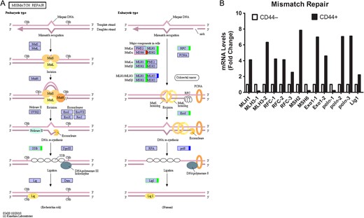 Mismatch repair pathway in colon CSCs (A) KEGG pathway. Green, upregulated; Red, downregulated; Blue, mix regulated. (B) Histogram of mRNA levels of mismatch repair genes. ENST number (MLH1, ENST00000458205; MLH3-1, ENST00000355774; MLH3-2, ENST00000238662; RFC-1, ENST00000449502; RFC-2, ENST00000463194; RFC-3, ENST00000454402; MSH2, ENST00000394794 MSH6, ENST00000445503; Exo1-1, ENST00000366547; Exo1-2, ENST00000423397; polσ-1, ENST00000376930; polσ-2, ENST00000262266; polσ-3, ENST00000395803; Lig1, ENST00000263274).
