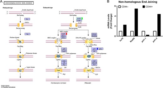 Non-homologous end-joining pathway in colon CSCs (A) KEGG pathway. Green, upregulated; Red, downregulated; Blue, mix regulated. (B) Histogram of mRNA levels of non-homologous end-joining genes. ENST number (ku70, ENST00000402580; Rad50, ENST00000453394; polλ-1, ENST00000429502; polλ-2, ENST00000456836).
