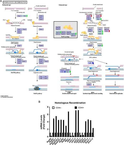 Homologous recombination pathway in colon CSCs (A) KEGG pathway. Green, upregulated; Red, downregulated; Blue, mix regulated. (B) Histogram of mRNA levels of homologous recombination genes. ENST number (Rad50, ENST00000453394; Rad51, ENST00000423169; Rad51D-1, ENST00000360276; Rad51D-2, ENST00000394589; Rad51D-3, ENST00000494406; Rad52, ENST00000481052; Rad54, ENST00000371975; Nbs1, ENST00000265433; DSS1, ENST00000482389; polσ−1, ENST00000376930; polσ−2, ENST00000262266; polσ−3, ENST00000395803; TOP3-1, ENST00000424393; TOP3-2, ENST00000457270; TOP3-3, ENST00000357179; TOP3-4, ENST00000403680; Eme1-1, ENST00000510246; Eme1-2, ENST00000511519).