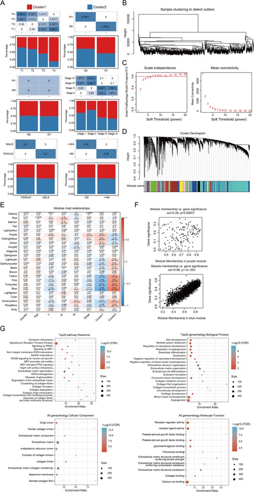 WGCNA co-expression analysis (A) The distribution of the clinicopathological factors in the two subtypes. (B) Hierarchical clustering for identification of samples with outliers. (C) Analysis of network topology with various soft-thresholding powers. (D) Gene dendrogram and module colors. (E) Relationship between the 24 modules and the clinical phenotypes, as well as molecular subtypes. (F) The correlation of purple module with Cluster 1 (upper), and blue module with Cluster 2 (down) in the TCGA dataset. (G) Enriched top 20 Reactome pathways and geneoncology biological processes, cellular component, and molecular function of the 182 DCEGs. The color from red to blue represents the significance of P value, and redder color represents smaller P value; the dot size represents the number of genes enriched into the pathway, and larger number represents larger value.