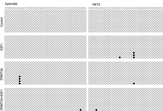 Promoter CpG island methylation status analysis of EphrinB2 and HEY2 in HUAECs co-transfected with vector, E2F1 and/or DNMT3A DNMT3A negatively regulated the expression of HEY2 and EphrinB2 in a promoter methylation-independent manner in HUAECs.