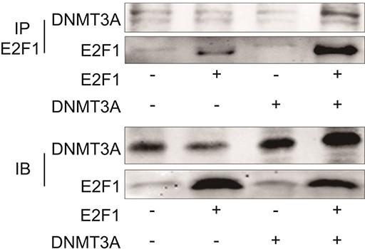 Interaction between DNMT3A and E2F1 in HUAECs co-transfected with vector, DNMT3A and/or E2F1 There is a direct physical interaction between DNMT3A and E2F1 in vivo.