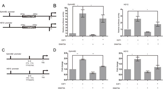 DNMT3A repressed the transcription of E2F1 target genes through affecting the binding of E2F1 to its recognition sequence within gene promoters (A) Schemes of EphrinB2 and HEY2 promoter constructs with relative locations of predicted E2F1 binding sites. (B) Cos-7 cells were cotransfected with EphrinB2 or HEY2 promoter vector and DNMT3A and/or E2F1 expression plasmids for 24 h, and then luciferase activity was measured. (C) A schematic diagram showing the relative positions of the sites in EphrinB2 or HEY2 promoter. (D) HUAECs were cotransfected with vector, E2F1, DNMT3A, and E2F1/DNMT3A, and ChIP assays were performed using a rabbit IgG as a control and with anti-E2F1 antibody as indicated. Data are presented as the mean ± SD relative to the total DNA input signal, n = 3. *P < 0.05, **P < 0.01.