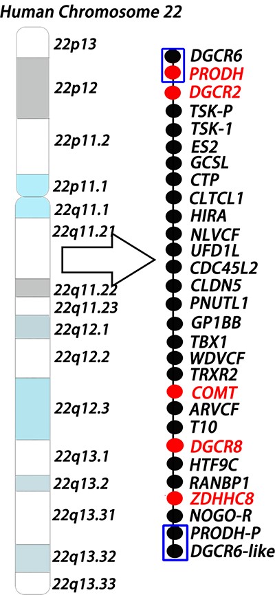 Human chromosome 22q11.2 microdeletion model The model shows the 1.5-Mb deletion region in human chromosome 22q11.2 locus. Each circle represents one gene, and the red color indicates risk genes for schizophrenia. The two ends of the 1.5-Mb region are low copy repeat sequences (shown as blue boxes), which make deletions more likely to happen.