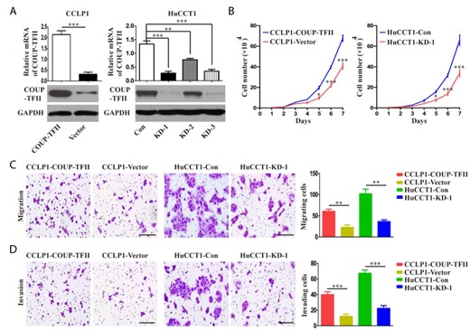 COUP-TFII promotes proliferation, migration, and invasion of ICC cells in vitro (A) The mRNA expression and protein expression of COUP-TFII in ICC cell lines after COUP-TFII knockdown or overexpression. (B) Cell proliferation was detected by growth curve assay in the indicated cell lines. (C, D) The motility and invasion abilities of ICC cells were determined by transwell assays, and statistics are shown with a bar graph. Scale bar: 100 μm. Data are expressed as the mean ± SD. The results are representative of three independent experiments. *P < 0.05, **P < 0.01, and ***P < 0.001.