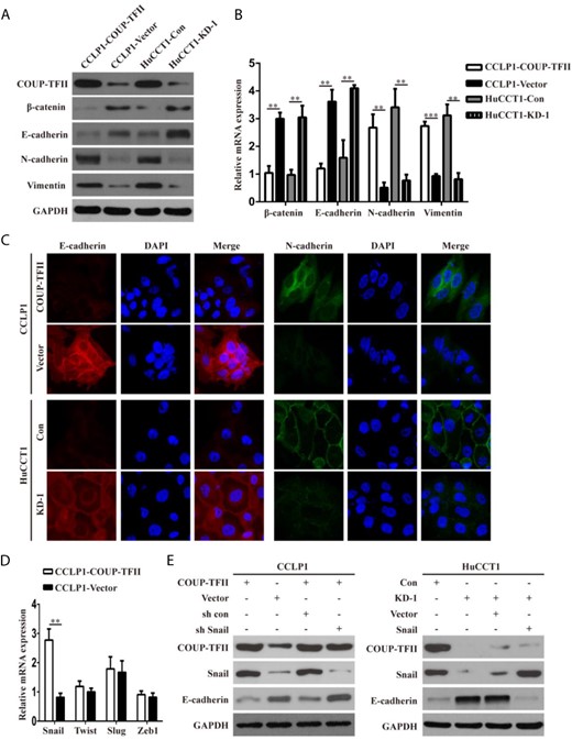 COUP-TFII induces EMT through upregulating Snail expression in ICC cells (A-C) Western blot analysis, real-time PCR, and immunofluorescence staining showing the decreased expressions of epithelial markers (E-cadherin and β-catenin) and enhanced expressions of mesenchymal markers (N-cadherin and vimentin) in CCLP1-COUP-TFII cells. However, knockdown of COUP-TFII resulted in enhanced expressions of epithelial markers and reduced expressions of mesenchymal markers in HuCCT1 cells. (D) Effect of COUP-TFII on expressions of Snai1, Twist, Slug, and Zeb1. (E) Knockdown of Snai1 expression significantly attenuated the loss of E-cadherin expression induced by overexpression of COUP-TFII. In contrast, upregulation of Snail inhibited the increase of E-cadherin expression in HuCCT1-sh COUP-TFII cells. Data are expressed as the mean ± SD. The results are representative of three independent experiments. **P < 0.01, ***P < 0.001.