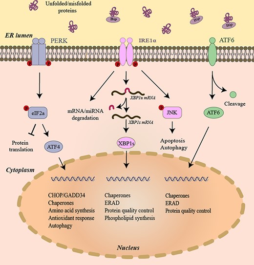 The three branches of UPR In the presence of unfolded and/or misfolded proteins, the IRE1α’s kinase domain trans-autophosphorylates. IRE1α phosphorylation leads to allosteric activation of the adjacent RNase. In response to low level of ER stress, IRE1α’s RNase excises a 26-nucleotide intron from the mRNA encoding the XBP1 transcription factor to produce transcription factor XBP1s. XBP1s then translocates to the nucleus and induces transcription of many genes that attempt to restore ER homeostasis. In the presence of unfolded/misfolded proteins, PERK dimerizes and phosphorylates eIF2α. Phosphorylation inhibits eIF2α activity and hence slows down global protein translation. In contrast, translation of the transcription factor ATF4 is selectively upregulated when the amount of active eIF2α is limited. ATF4 expression transcriptionally upregulates CHOP, which tips the ER toward homeostasis through the induction of a number of corrective genes. When activated, ATF6 translocates to the Golgi where it is cleaved by S1P and S2P protease to generate active transcription factor ATF6. The active ATF6 induces transcription of genes that restore ER homeostasis. XBP1u mRNA, unspliced XBP1 mRNA. XBP1s mRNA, spliced XBP1 mRNA.