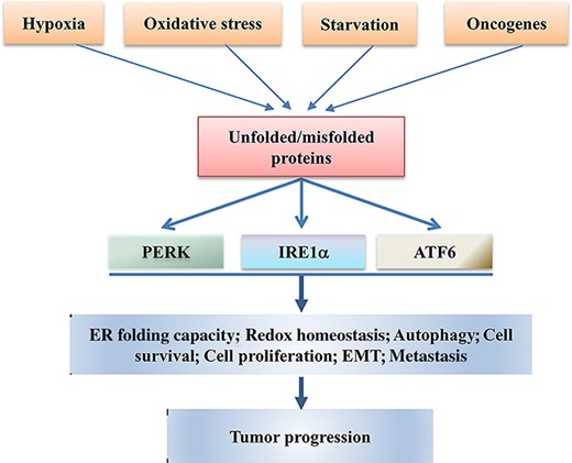 The IRE1α, PERK, and ATF6 UPR branches are involved in tumor progression Different extrinsic (hypoxia, oxidative stress, and nutrient deprivation) and intrinsic (oncogene activation) factors cause formation and accumulation of unfolded and/or misfolded proteins that trigger the activation of IRE1α, PERK, and ATF6, the three branches of UPR. The activated IRE1α, PERK, and ATF6 regulate the expressions of genes that induce adaptation, survival, proliferation, EMT, and autophagy of tumor cells, ultimately promoting tumor progression.