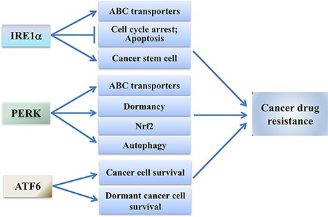The IRE1α, PERK, and ATF6 branches induce drug resistance of cancer cells When activated, IRE1α can enhance the expression of ABC transporters, inhibit cell cycle arrest and apoptosis, and promote cancer stem cells, which contribute to the drug resistance of cancer cells. PERK signaling may confer drug resistance of cancer cells through enhancing the expression of ABC transporters, promoting cancer cell dormancy, inducing Nrf2, and activating autophagy. The activated ATF6 may promote chemotherapy resistance of cancer cells through promoting survival of cancer cells.