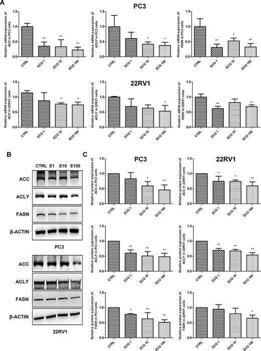 ECG inhibited the expression of lipogenic genes in prostate cancer cells (A) Real-time reverse transcriptase-PCR analysis of the mRNA expressions of ACC, ACLY and FASN in prostate cancer cells treated with different doses of ECG. (B) Western blot analysis was performed to determine the protein expressions of ACC, ACLY and FASN in prostate cancer cells treated with different doses of ECG. (C) Quantitative results of the western blots. *P < 0.05, **P < 0.01.