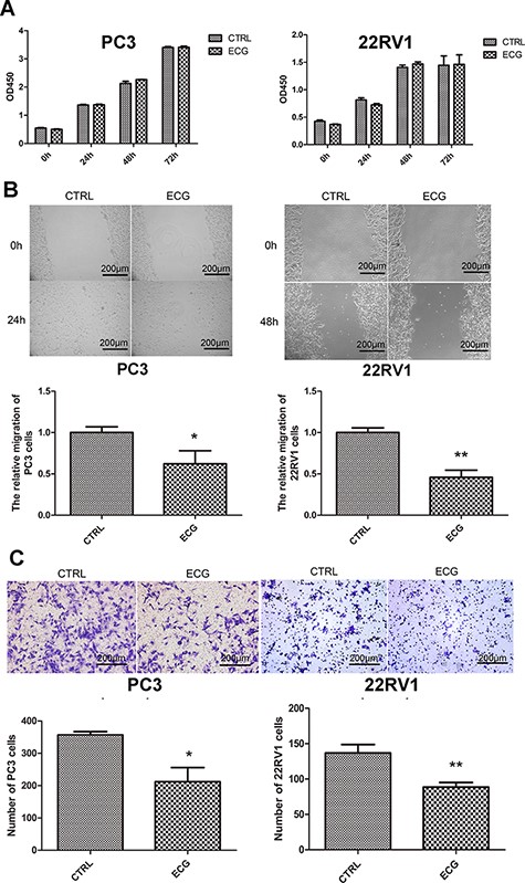 ECG inhibited the migration of prostate cancer cells (A) CCK8 assays showed that 100 μg/l ECG had no regulatory effect on the viability of PC3 and 22RV1 cells. (B) Wound healing assays indicated that 100 μg/l ECG decreased the migration of PC3 and 22RV1 cells. (C) Transwell assays confirmed the inhibitory effect of ECG on the migration of prostate cancer cells. All the photographs were taken at the magnification of 100 ×. *P < 0.05, **P < 0.01.