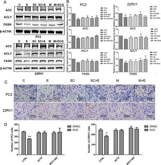 ECG inhibited the expression of lipogenic genes and the migration of prostate cancer cells via inhibition PI3K/AKT/mTOR signaling pathway (A) Pretreatment with SC79 or MHY1485 blocked the inhibitory effect of ECG on the expressions of ACC, ACLY and FASN. (B) Quantitative results of the western blots. (C) Pretreatment with SC79 or MHY1485 blocked the inhibitory effect of ECG on the migration of PC3 and 22RV1 cells. (D) Quantitative results of the transwell assays. All the photographs were taken at the magnification of 100×. C, CTRL; E, ECG; SC, SC79; M, MHY1485. *P < 0.05, **P < 0.01.