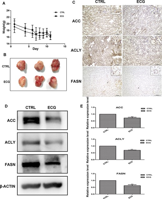 ECG down regulated the expression of lipogenic genes in PC3 xenograft tissue (A) The body weights of the two groups were monitored during the treatment. (B) The tumor tissues isolated from control group and ECG-treated group. (C) IHC assays of the expressions of ACC, ACLY and FASN in xenograft tissues. Black arrows indicate the positively stained cells. All the photographs were taken at the magnification of 200× and the boxes at the upper left corner are at 400× magnification. (D) Western blot analysis of the expressions of ACC, ACLY and FASN in xenograft tissues. (E) Quantitative results of the western blots. **P < 0.01.