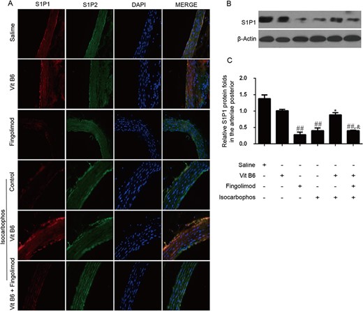 S1P receptor expression in different treatment groups (A) Immunofluorescence staining images of S1P1 and S1P2 receptor expression in the vascular tissues of offspring rats after different treatments. Red fluorescence signals indicate the S1P1 receptor expression, green fluorescence signals indicate the S1P2 receptor expression, and blue fluorescence signals are the cell nuclei stained by DAPI. (B) Expression of S1P1 receptor determined by western blot analysis. (C) Quantitative analysis of the S1P1 receptor expression in (B). ##P<0.01 vs Saline group; *P<0.05 vs Isocarbophos group; &P<0.05 vs Isocarbophos+Vitamin B6.