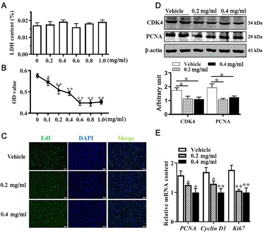 APS inhibited C3H10T 1/2 cell proliferation Mouse C3H10T 1/2 cells were treated with ASP or vesicle for 24 h. (A) Cellular cytotoxicity under different concentrations of APS was determined by LDH assay. (B) Cell viability determined by CCK8 assay. (C) EdU staining. (D) PCNA and CDK4 protein abundances analyzed by western blot analysis. (E) mRNA expressions of PCNA, cyclin D1, and Ki67. Data are presented as the mean±SEM, n=6. *P<0.05 and **P<0.01 vs control.