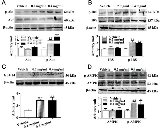 Effect of APS treatment on IRS1, Akt, and AMPK contents (A) Akt and p-Akt protein contents. (B) IRS1 and p-IRS1 protein contents. (C) GLUT4 protein content. (D) AMPK and p-AMPK. Data are presented as the mean±SEM, n=6. *P<0.05 and **P<0.01.