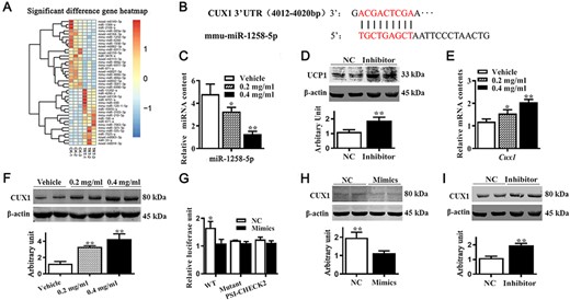 APS affected miRNAs and CUX1 expression (A) miRNA expression profiles of the vehicle group (CK-1 to CK-3) and 0.4 mg/ml of APS treatment group (TRT-1 to TRT-3), with 40 miRNAs identified as differentially expressed between control and APS-treated cells. (B) Binding site of the miR-1258-5p on 3′UTR of Cux1. (C) mRNA expression of miR-1258-5p. (D) UCP1 protein abundances after cells were transfected with miR-1258-5p inhibitor. (E) mRNA expression of Cux1. (F) CUX1 content. (G) Human 293 T cells were transfected with plasmids with or without 3′UTR of Cux1 luciferase reporter, together with miR-1258-5p mimics or NC. Relative luciferase activities are shown. (H–I) CUX1 protein abundances after cells were transfected with miR-1258-5p mimics and inhibitor. Data are presented as the mean±SEM, n=3 for sequencing and n=6 for other tests. *P<0.05 and **P<0.01.