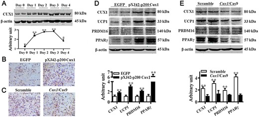 CUX1 regulated brown adipogenesis (A) CUX1 protein expression pattern during brown adipogenic differentiation. C3H10T 1/2 cells transfected with either pXJ42-p200 Cux1 or scramble were induced to brown adipogenesis. (B) Adipocytes were visualized by Oil Red O staining. (C) Results of Oil Red O staining. (D) Protein abundances of CUX1, UCP1, PRDM16, and PPARγ. (E) Protein contents of CUX1, UCP1, PRDM16, and PPARγ. Cux1 was knocked out by Cux1 CRISPR/Cas9, and cells were induced to brown adipogenesis. Data are presented as the mean±SEM, n=6. *P<0.05 and **P<0.01.