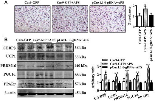 APS facilitated brown adipogenic differentiation through CUX1 C3H10T 1/2 cells were treated with 0.4 mg/ml of APS or vehicle, and simultaneously, the Cux1-knockout cells were subject to treatment with 0.4 mg/ml of APS. (A) Brown adipogenic differentiation was evaluated by Oil Red O staining after 6 days of differentiation. The number of brown adipocytes was compromised when Cux1 was knocked out. (B) C/EBPβ, UCP1, PRDM16, PGC1α, and PPARγ protein contents among different groups. Data are presented as the mean±SEM, n=6. *P<0.05 and **P<0.01.